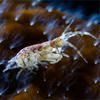 Monocorophium sextonae - Frédéric LECHAT photographe sous-marin Bretagne