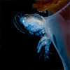 Hyperia galba - Frédéric LECHAT photographe sous-marin Bretagne