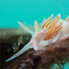 Frédéric LECHAT photographe subaquatique en Bretagne - flabeline nudibranche