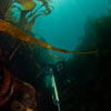 Pêcheur sous-marin en Bretagne